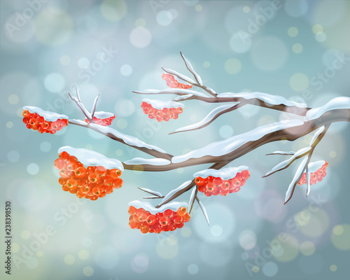 Winter background with snow covered frozen tree branches, berries rowan and snowfall. Vector design, winter landscape greeting card. 