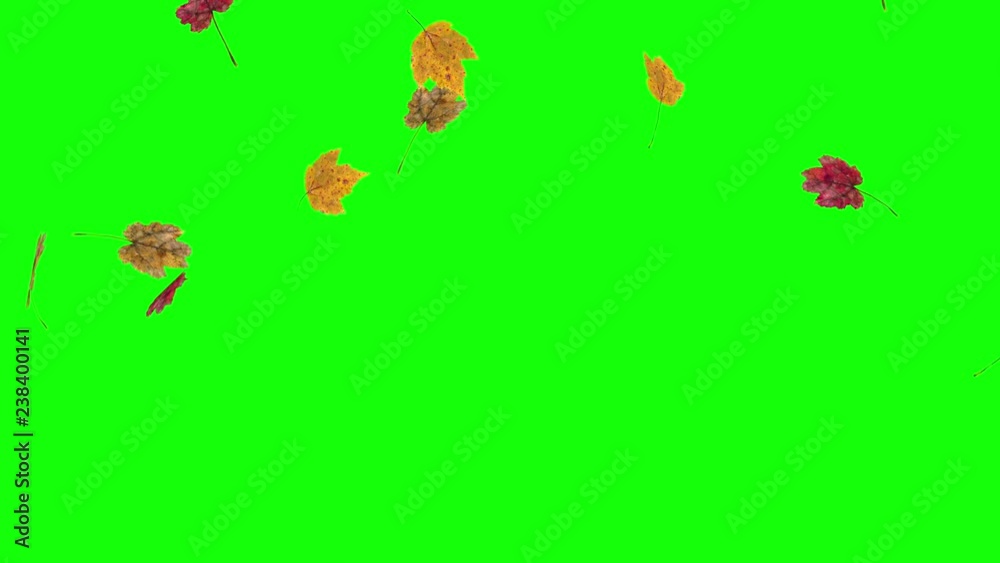 Autumn or fall leaves falling on green screen in slow motion