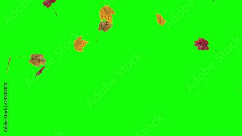 Autumn or fall leaves falling on green screen in slow motion