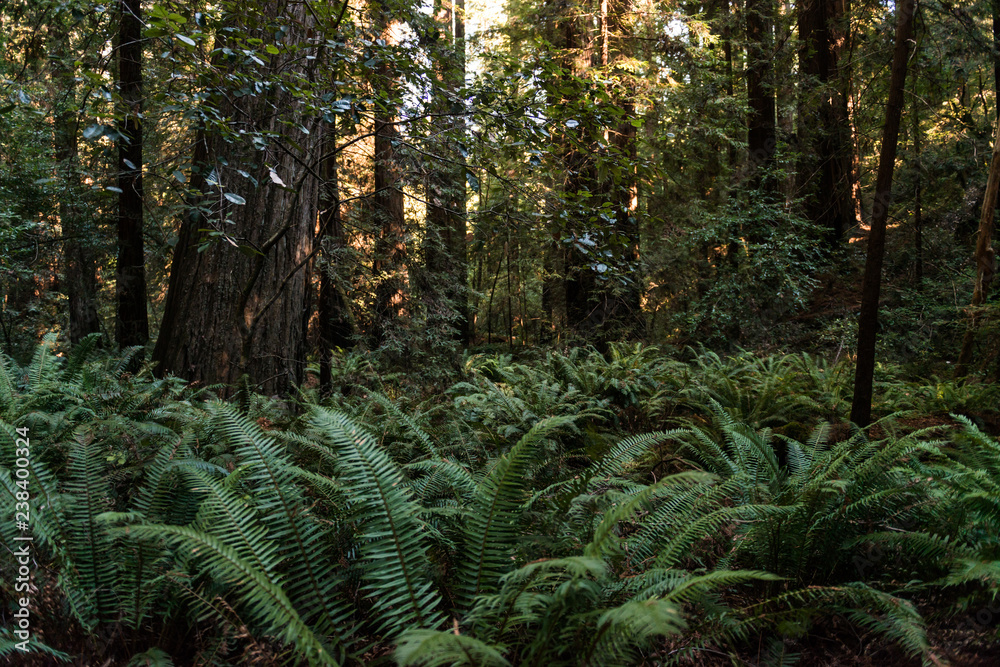 Green ferns among the trees on Avenue of the Giants, California, USA. Green ferns among the trees on Avenue of the Giants, California, USA.