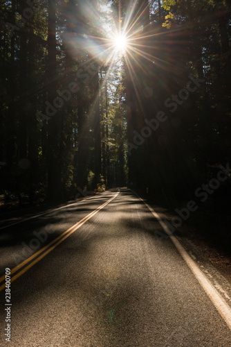 The sun passing between the branches of the trees in the Avenue of the Giants and iluminating the road, California, USA. photo