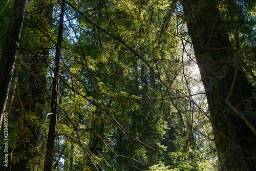 The sun passing between the branches of the trees in the Avenue of the Giants, California, USA. photo
