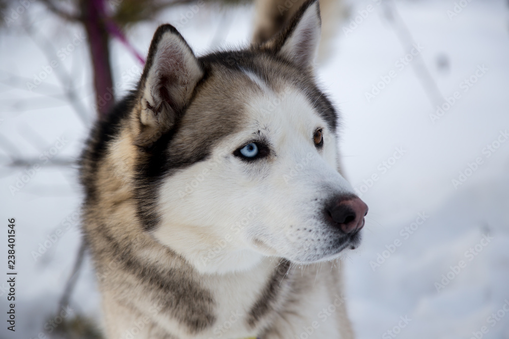 Close up beautiful dog huskie