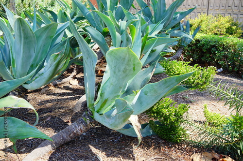 Big agave amercana plant for decoration in Los Angeles Downtown photo