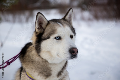Close up beautiful dog huskie © Dmitrii