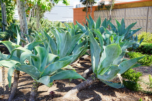 Big agave amercana plant for decoration in Los Angeles Downtown photo