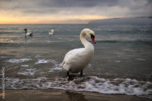 swan on the sea
