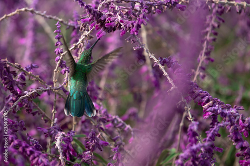 Selective focus on the white-vented violetear (Colibri serrirostris) flying on purple flowers. photo