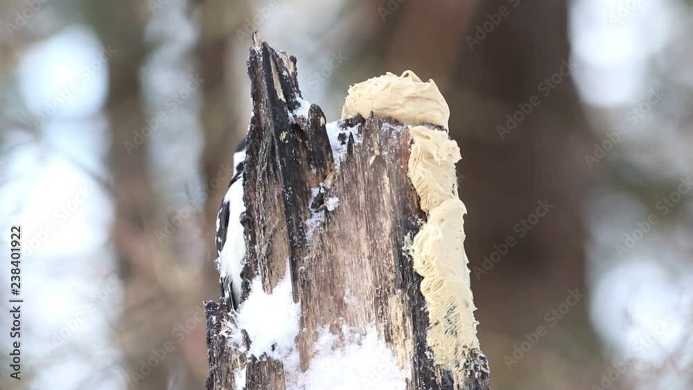 pic chevelu en hiver