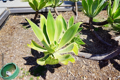 Big agave amercana plant for decoration in Los Angeles Downtown photo