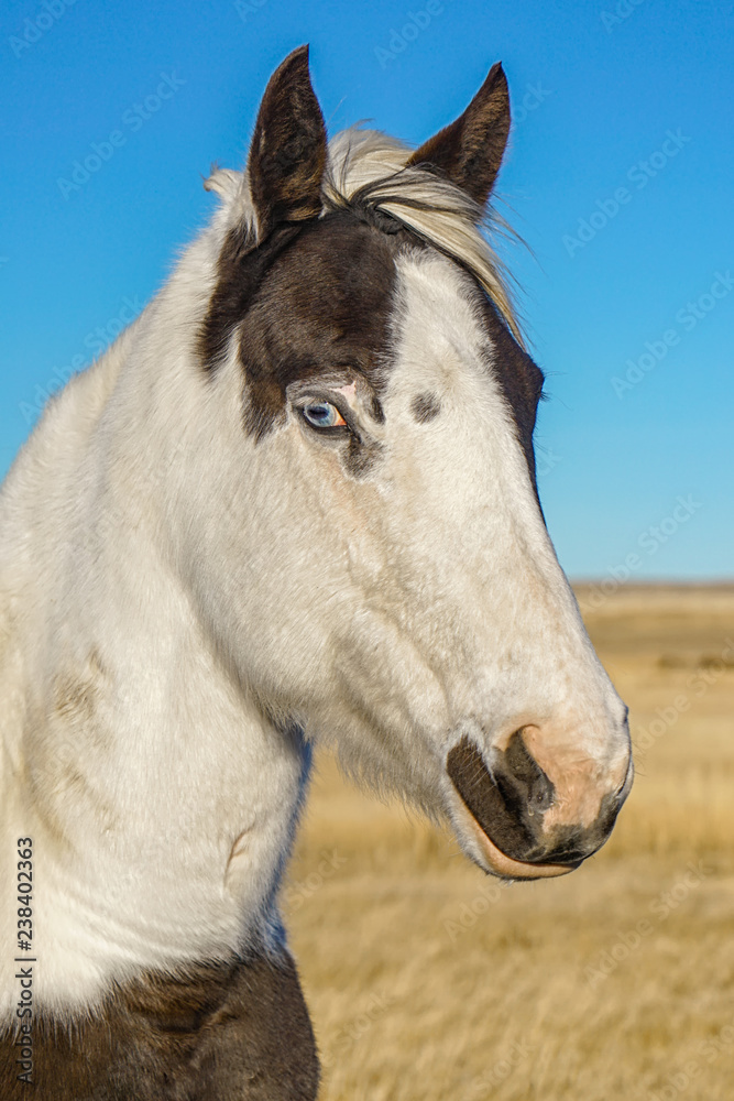 Obraz premium Blue Eyed Horse