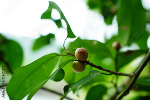 acorn on branch