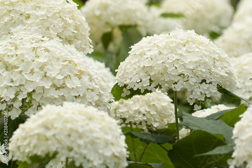 beautiful flowers viburnum luxuriantly blooming in a summer park or garden