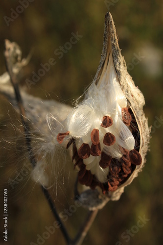 Common Milkweed seed pod opens to display silky fibers and seeds being released by the wind