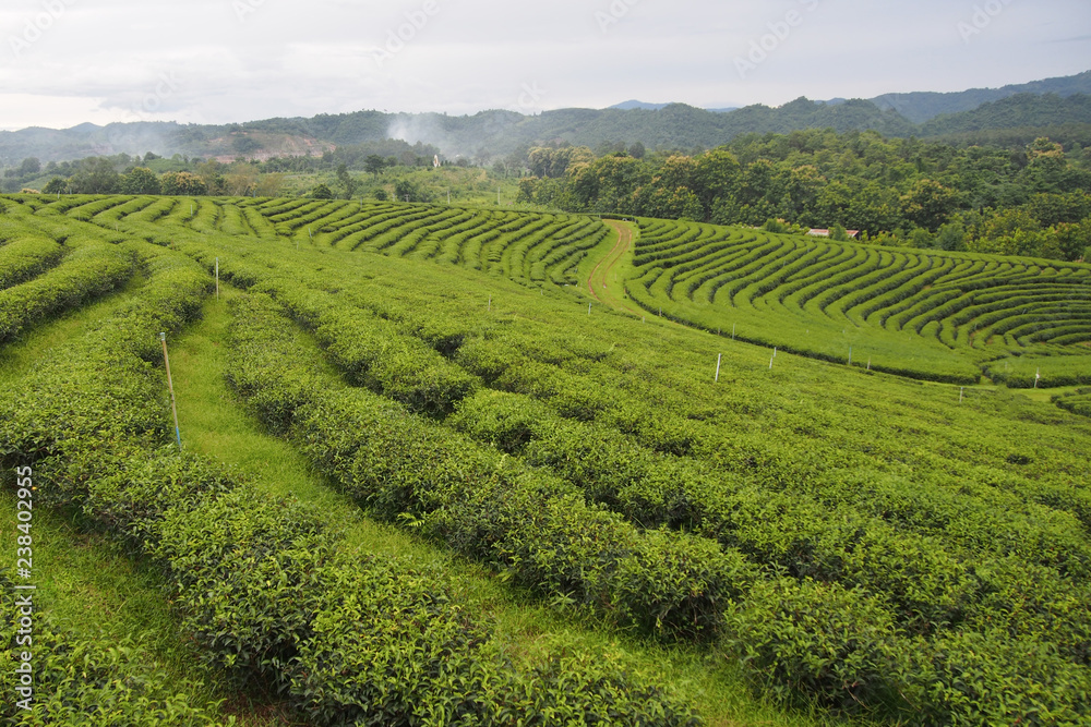 Landscape, green areas for green tea cultivation are rows near the mountains for a natural background.