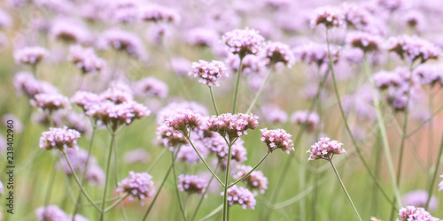 beautiful blooming flowers of vervain in a summer field or in the garden