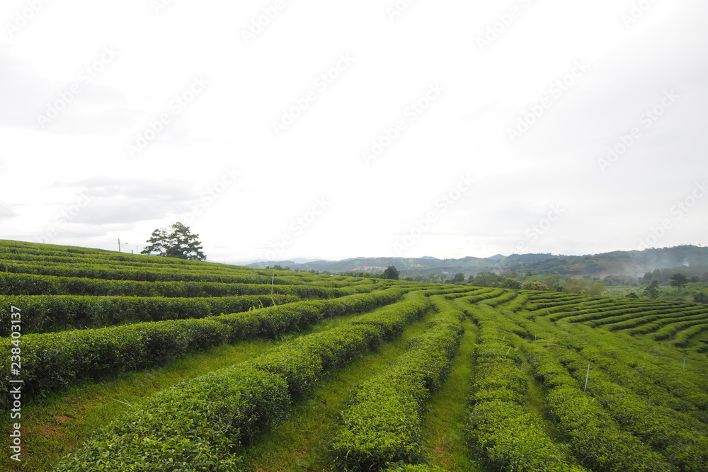 Landscape, green areas for green tea cultivation are rows near the mountains for a natural background.