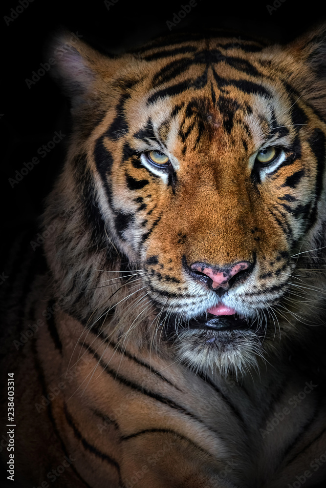 close up portrait of beautiful bengal tiger