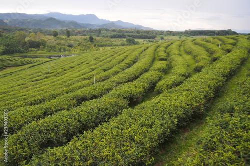 Landscape, green areas for green tea cultivation are rows near the mountains for a natural background. © Chidpan
