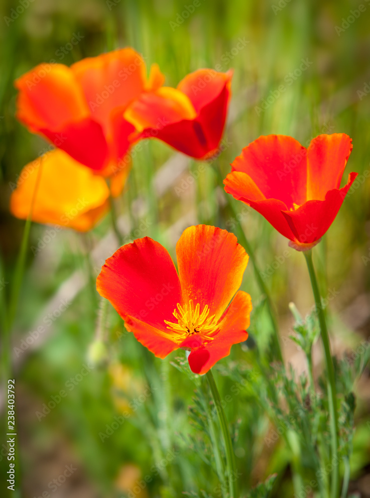 red and yellow poppies red and yellow poppies
