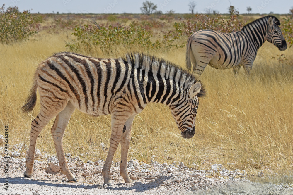 Zebrafohlen (Equus quagga) im Etosha Nationalpark (Namibia) Zebrafohlen (Equus quagga) im Etosha Nationalpark (Namibia)