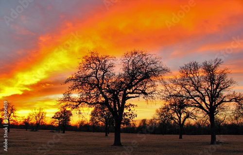oklahoma sunset with trees