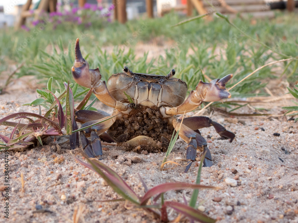 Cape River Crab" Images – Browse 11 Stock Photos, Vectors, and Video |  Adobe Stock