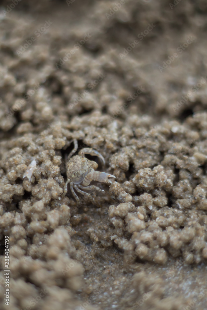 Close up GHOST CRAB, digging holes into the sand of the beach. Close up GHOST CRAB, digging holes into the sand of the beach.