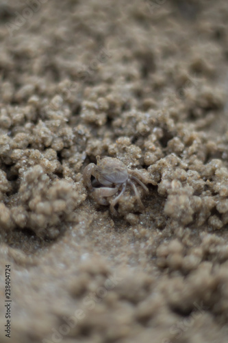 Close up GHOST CRAB  digging holes into the sand of the beach.