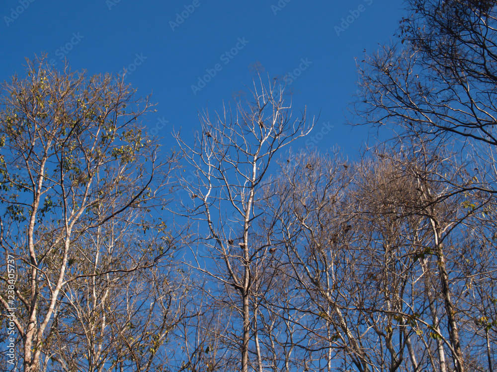 Dead tree, fallen tree in autumn on a bright blue sky background for a natural background. Dead tree, fallen tree in autumn on a bright blue sky background for a natural background.