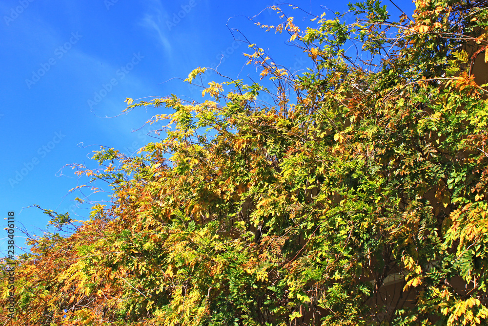Wall of plants against the sky in the fall