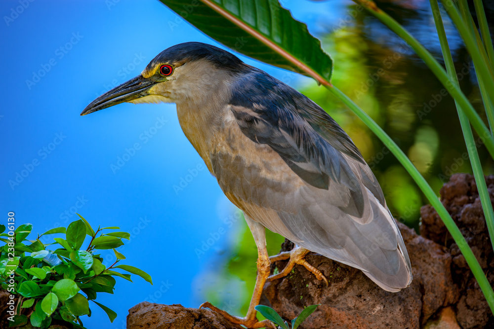 Fototapeta premium night heron hunting