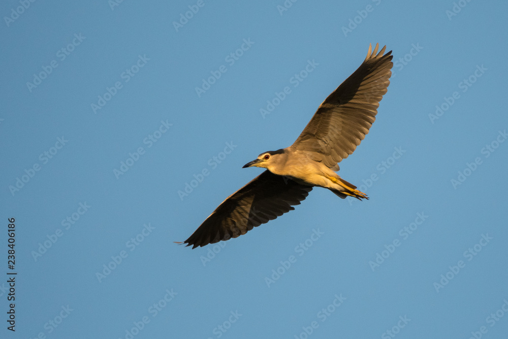 Obraz premium Czapla czarnogłowa / Nycticorax nycticorax