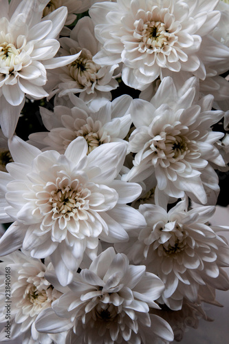 White chrysanthemum photo