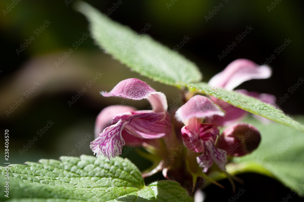 Obraz premium sommerliche pinke blüte