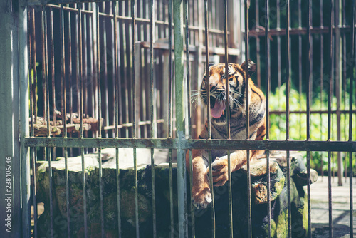 Bengal tiger in cage, Wildl...