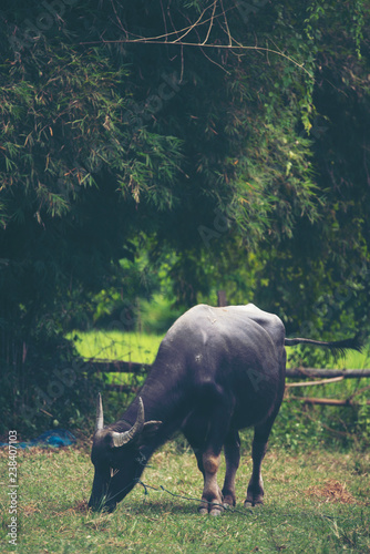 Thai water buffalo, vintage...