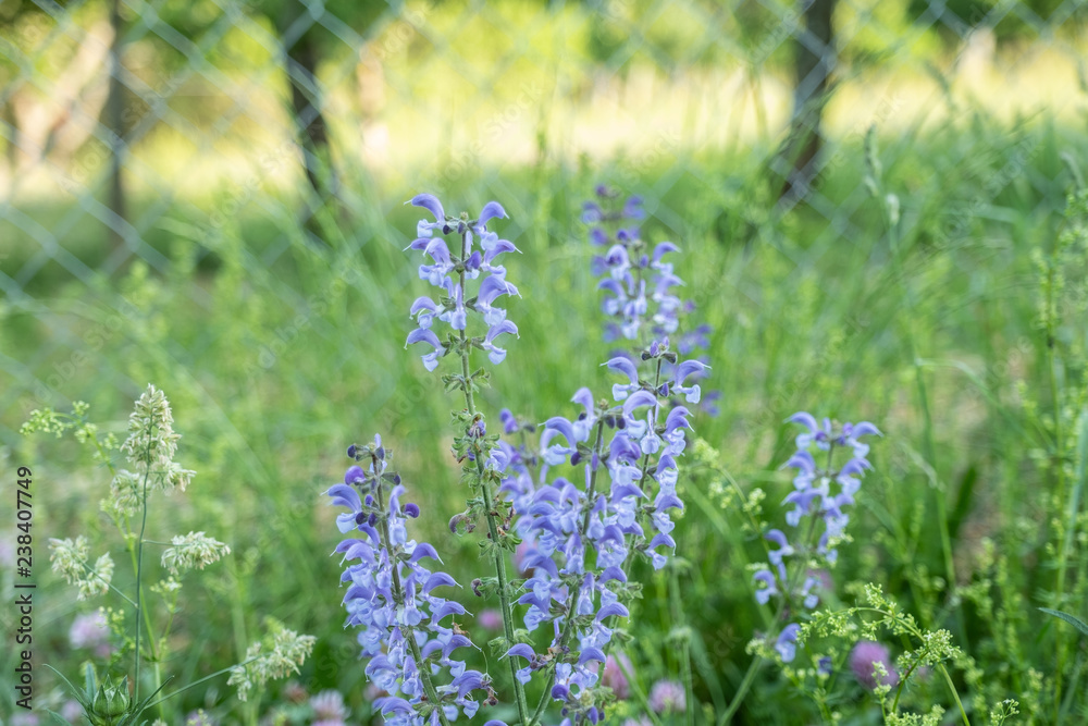 Obraz premium Blauer Wiesensalbei vor unscharfem Hintergrund