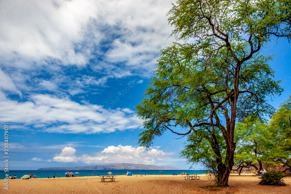 beach with tree and clouds
