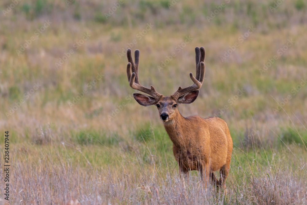 Mule deer Buck in Velvet in Summer Mule deer Buck in Velvet in Summer