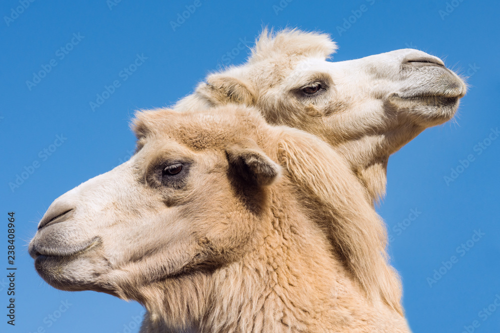 Fototapeta premium two camels or dromedaries
