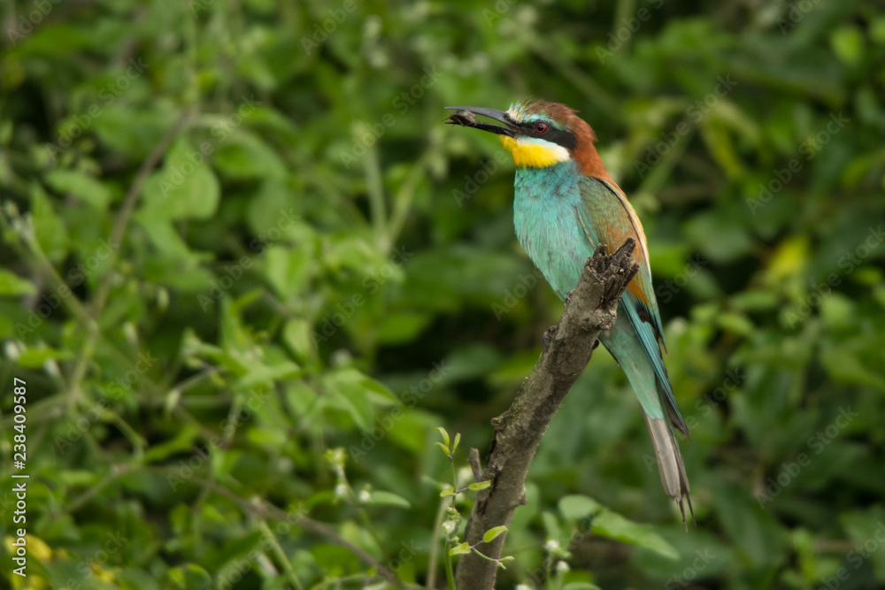 European Bee-eater on a branch  / Merops apiaster