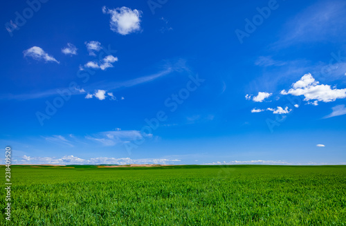 green field with clouds and sky