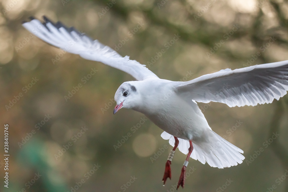 Fototapeta premium seagull hovering over lake 