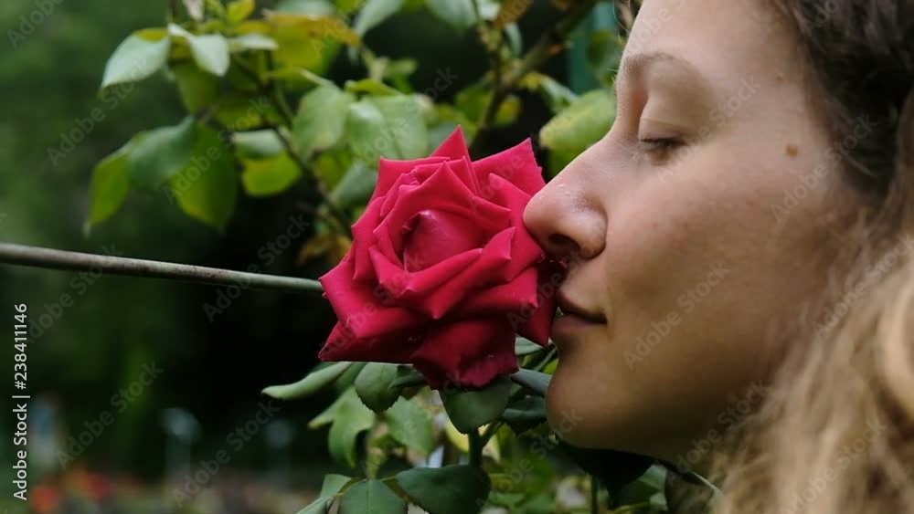 Woman smelling a big red rose on a tree with closed eyes close up