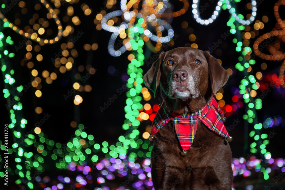 Labrador Retriever dressed in Christmas Theme with lights in the background. Taken in Lafarge Lake, Coquitlam, Vancouver, BC, Canada.