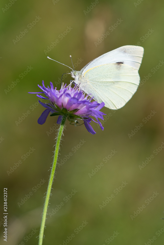 Papillon butinant une fleur violette Papillon butinant une fleur violette
