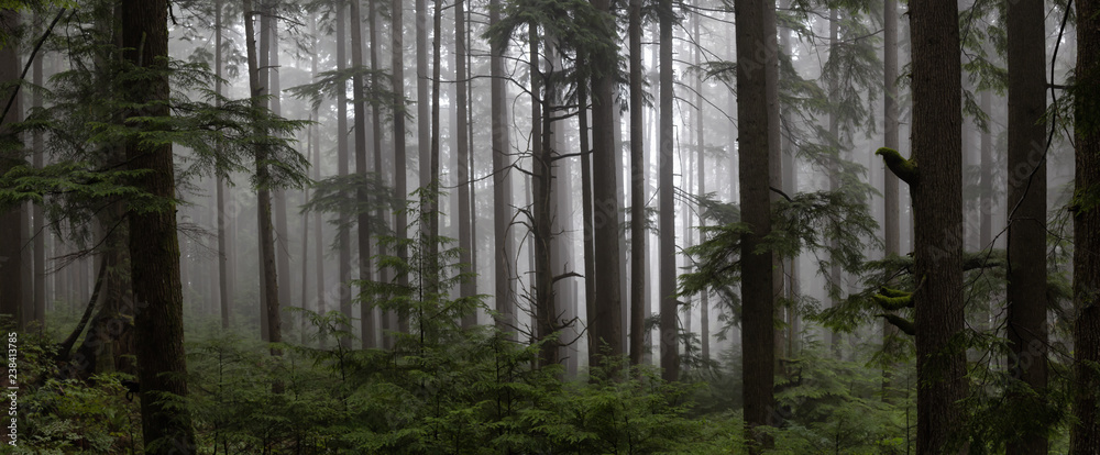 Gloomy dark forest during a foggy day. Taken in Mt Fromme, North Vancouver, British Columbia, Canada. - obrazy, fototapety, plakaty 