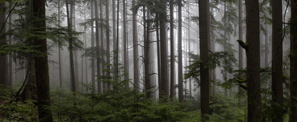 Gloomy dark forest during a foggy day. Taken in Mt Fromme, North Vancouver, British Columbia, Canada.