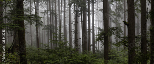 Gloomy dark forest during a foggy day. Taken in Mt Fromme, North Vancouver, British Columbia, Canada.